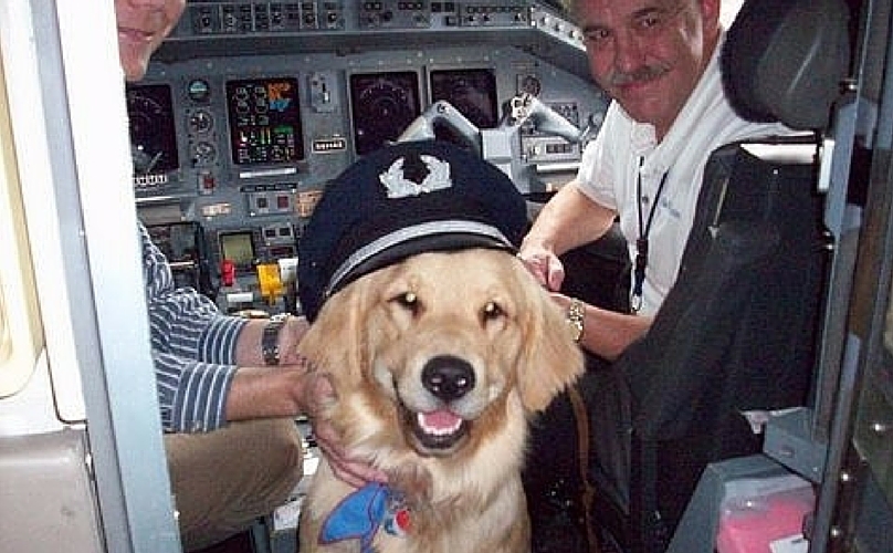 Thanks To Courageous Pilots, Over 75,000 Shelter Dogs Have Been Saved From Death Row