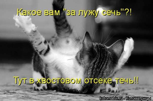 Лучшие котоматрицы недели