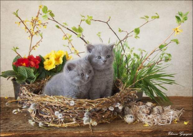 Весенние натюрКотики!