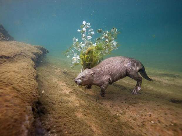 Лучшие фотографии National Geographic за август 2013