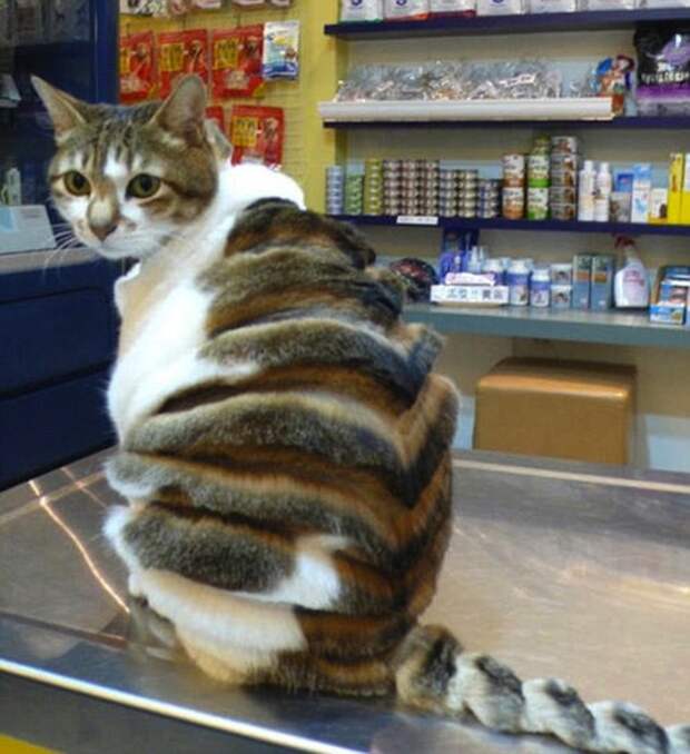 котики остриженные 