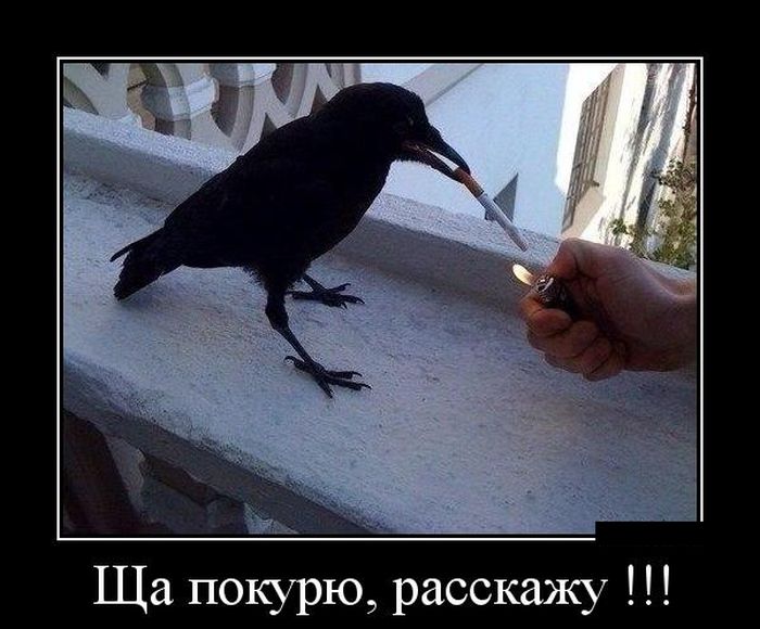 Демотиваторы