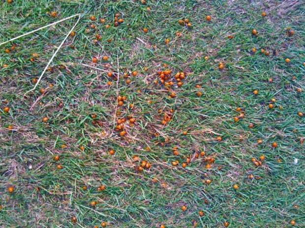 Божьи коровки (Coccinellidae)