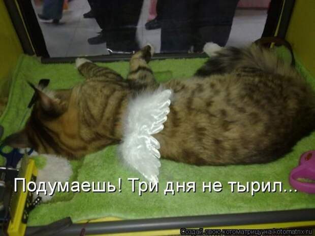 Лучшие котоматрицы недели