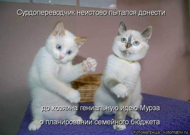 Лучшие котоматрицы недели (50 фото)