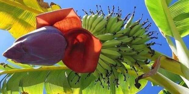 Строение банана. Банан описание строение характеристика