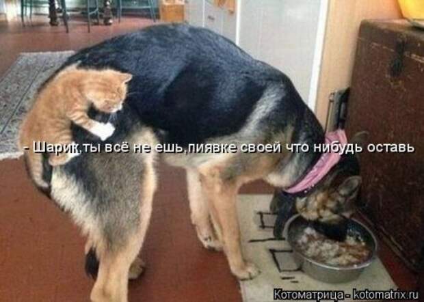 Котоматрица недели (31 фото)