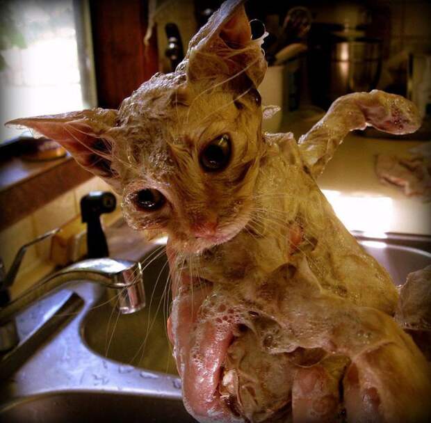 кошки купаются 17