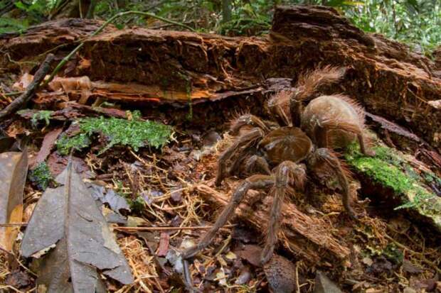 Ученый наткнулся на огромного паука размером с щенка