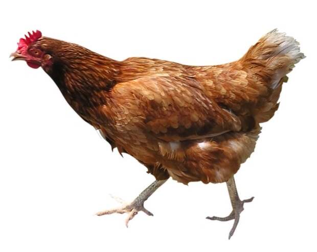Chicken