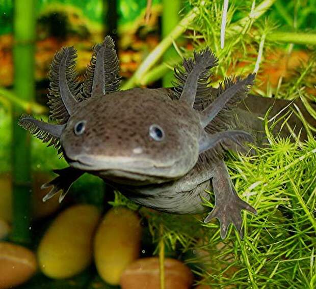 Аксолотль, или Ambystoma mexicanum. Описание, фото и видео аксолотля или амбистомы
