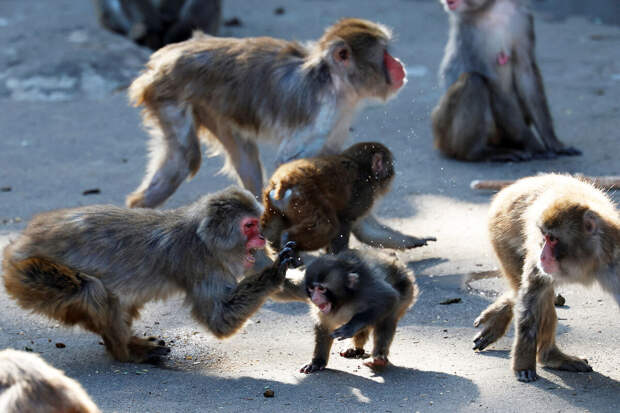 Японский зоопарк показал видео атаки взрослых макак на звезду соцсетей Панча