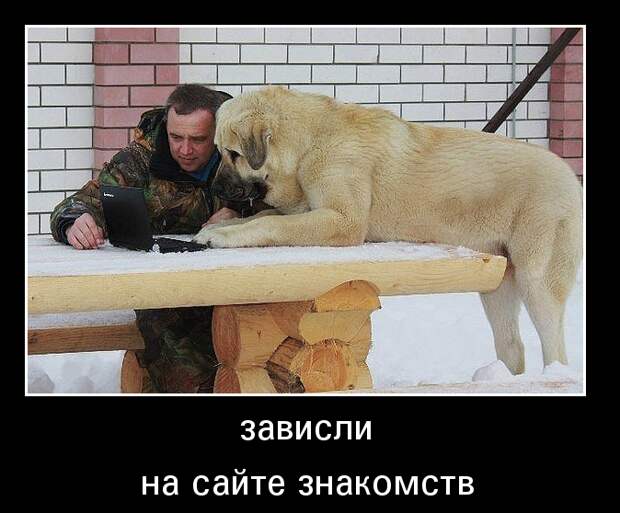 Демотиваторы демотиваторы, животные, прикол, юмор