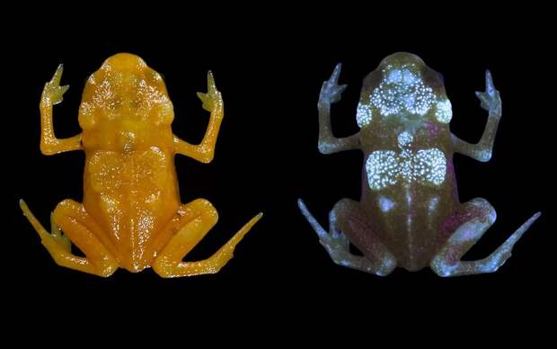 Почему седлоносные жабы светятся изнутри