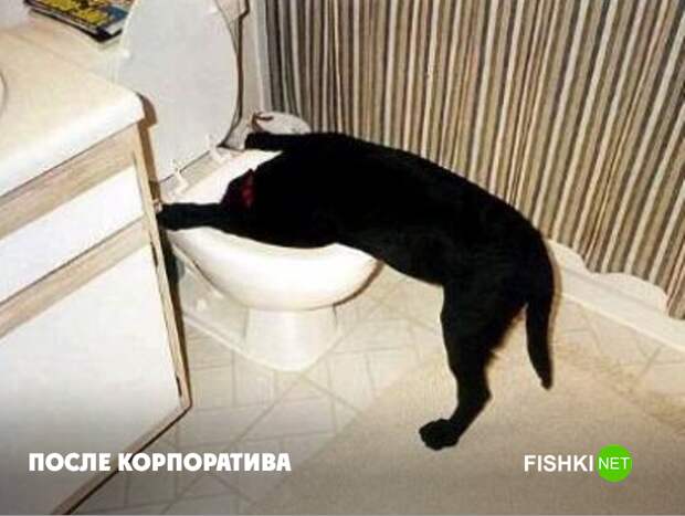 С - суровость животные, юмор