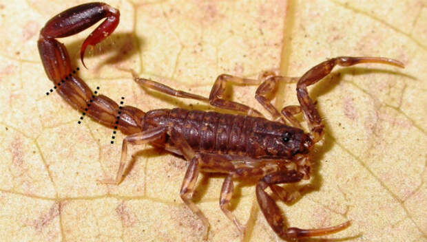 Скорпион Ananteris balzani теряет анус (фото Mattoni et al/CC by 2.5).