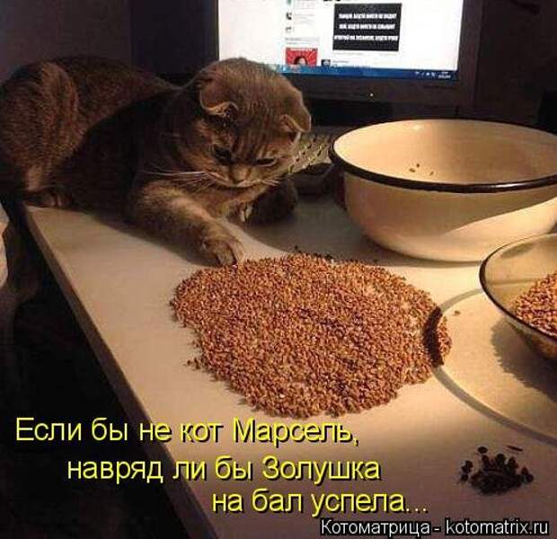 Котоматрица на Бугаге (30 фото)