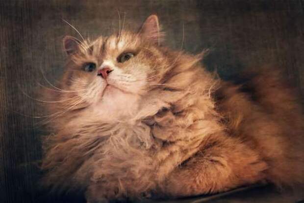 Siberian, long hair, male cat and its long whiskers.