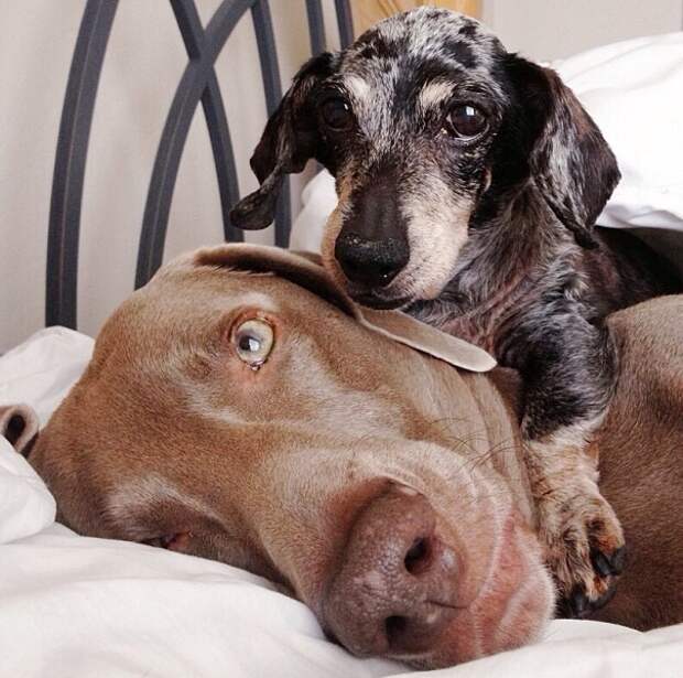 Пёс, Харлоу, дружба,собаки,  Harlow and Indiana,Harlow and Sage 