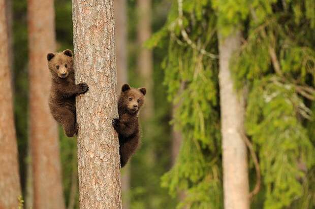 животные близнецы медвежата на дереве