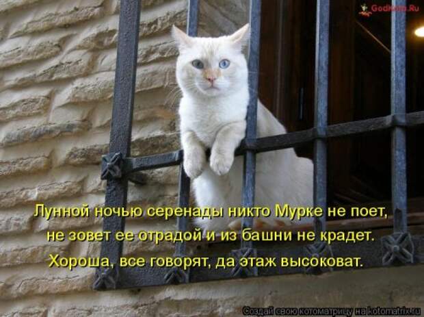 Свежая котоматрица на Бугаге (34 фото)