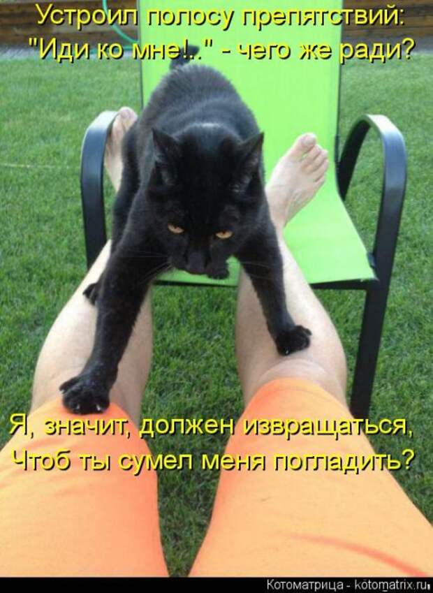 Котоматрица для хорошего настроения (35 фото)