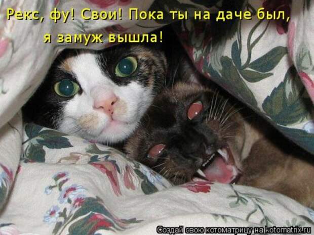 Новая котоматрица на Бугаге (31 фото)