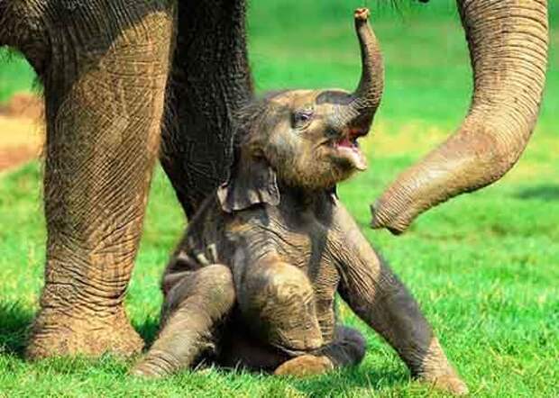 cakecorrespondence.blogspot.com-baby-elephant_1467812i1