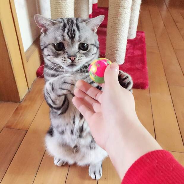 Грустная кошка по кличке Луху (14 фото) Грустная кошка по кличке Луху (14 фото)