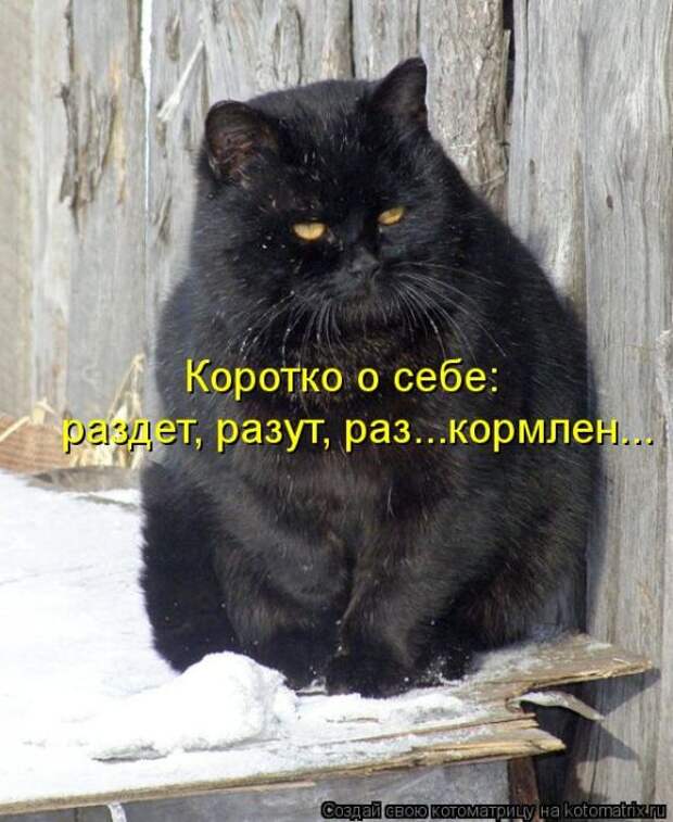 Котоматрицы(картинки с надписями)