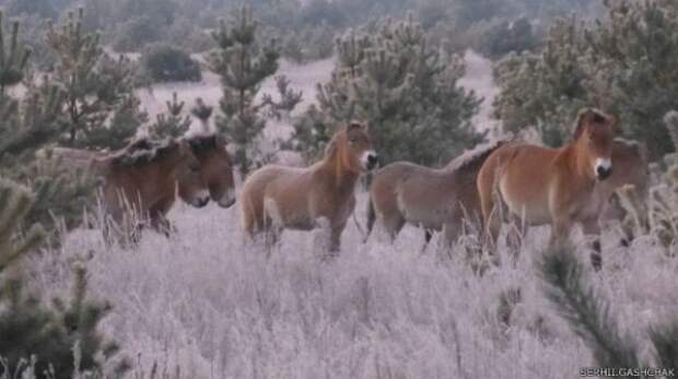 Выпущенные в зоне лошади Пржевальского быстро адаптировались и размножились