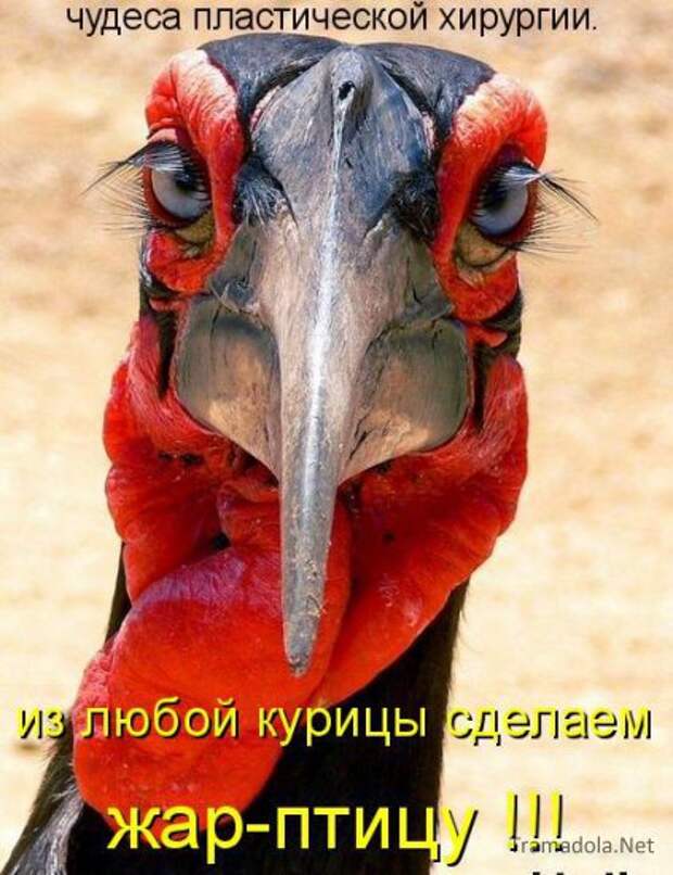 Летняя подборка Котоматриц 2010 - Выпуск 18