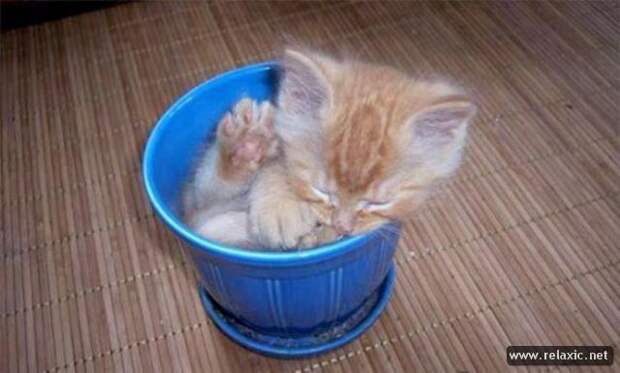 funny_animals_025