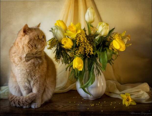 Весенние натюрКотики!