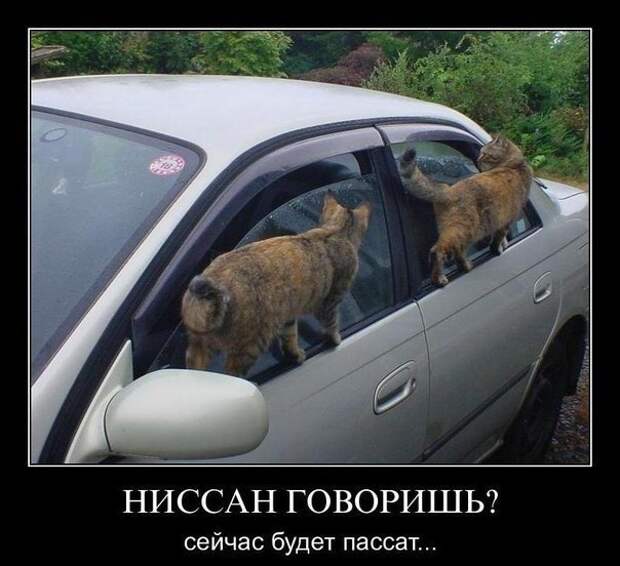 Демотиваторы 