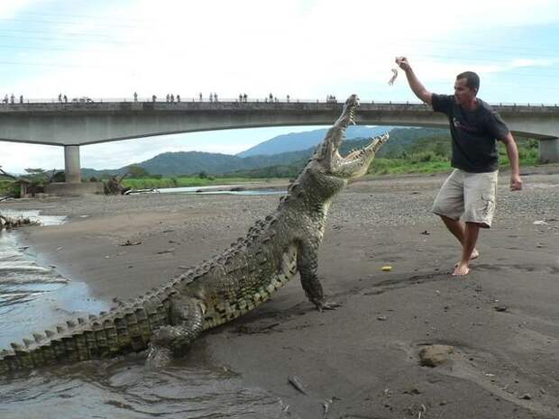 Бесстрашный экскурсовод кормит 5-метровых крокодилов