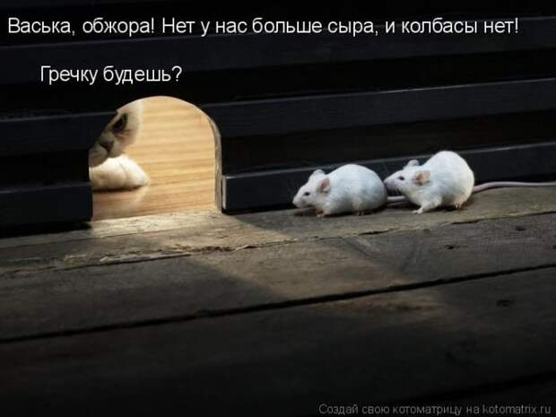 Лучшие котоматрицы недели