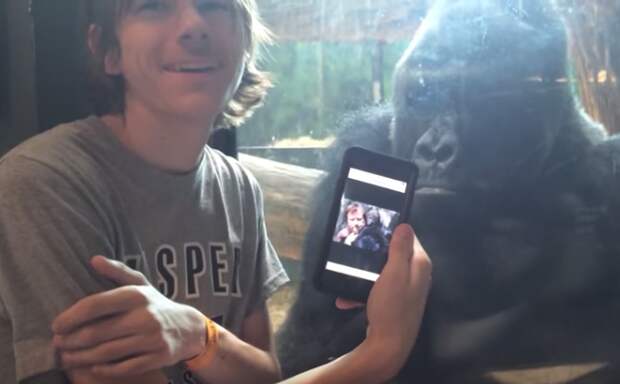 The video starts with the young man showing Jelani, one of four silverback gorillas at the zoo, pictures of other gorillas.