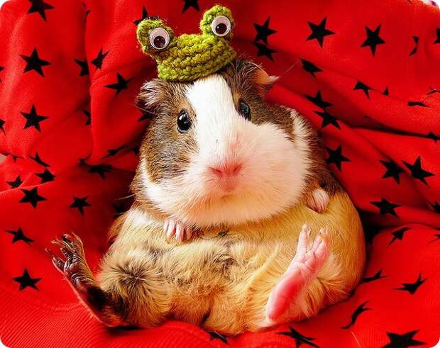 Морская свинка (лат. Cavia porcellus)