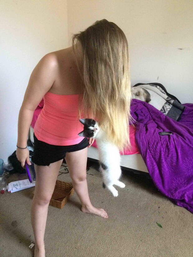 Приколы с котами. часть 12 (29 фото)