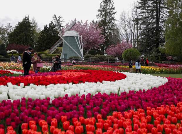 Фестиваль цветущих тюльпанов Skagit Valley Tulip Festival в Вашингтоне