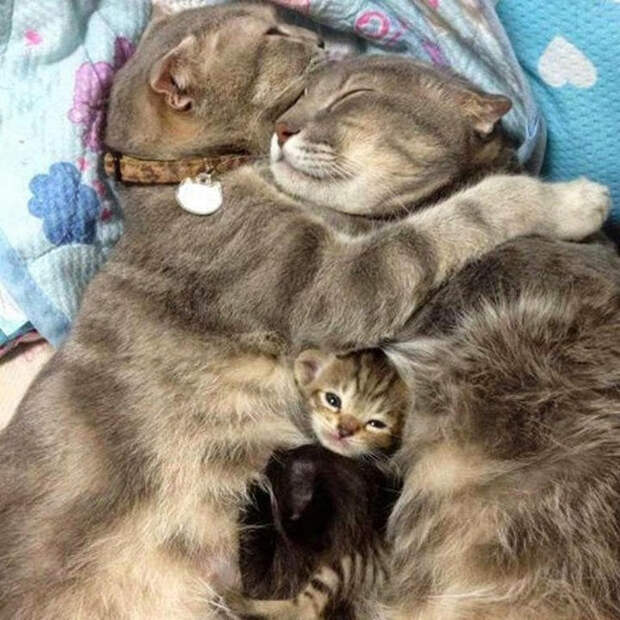 животное с детенышем