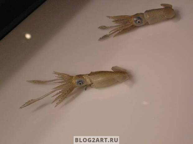 JellyFish011