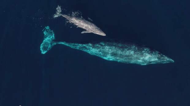 Размножение серого кита