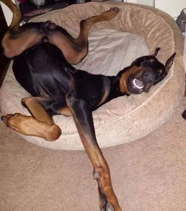 15 Utterly Ridiculous Looking Dozing Dobermans Sleeping napping Doberman Pinchers BowWow Times: