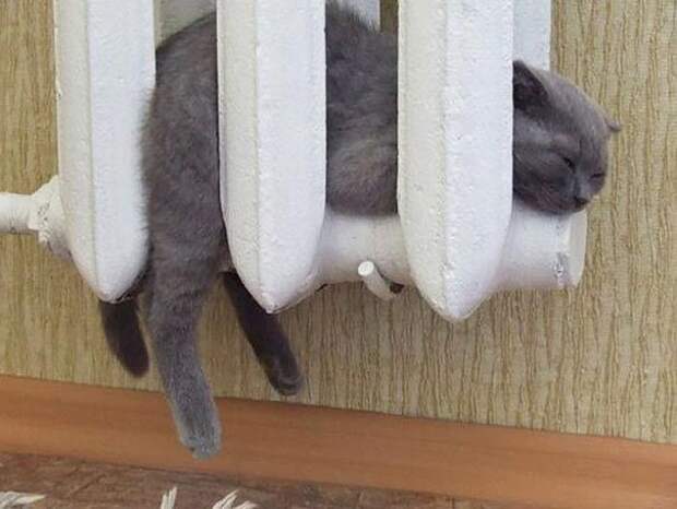 животные греются, кошка на батарее, животные и солнце