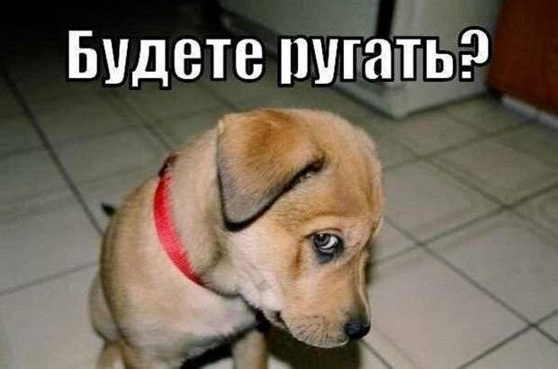 Прикольные картинки