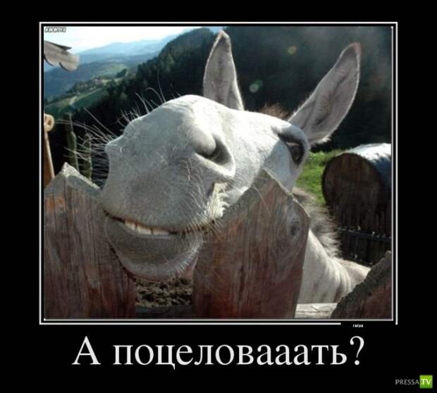 Прикольные демотиваторы о животных (30 фото) Прикольные демотиваторы о животных (30 фото)
