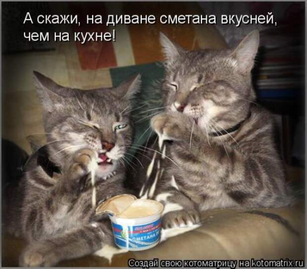Новая котоматрица на Бугаге (32 фото)