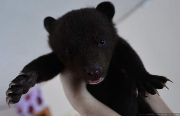 Браконьеры подбросили хабаровским зоозащитникам гималайских медвежат браконьеры, зоозащита, медвежата